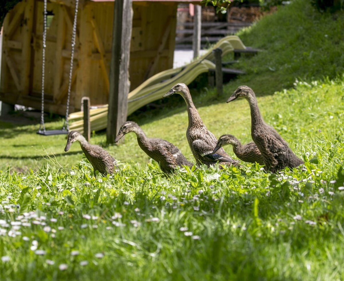 Unsere Enten