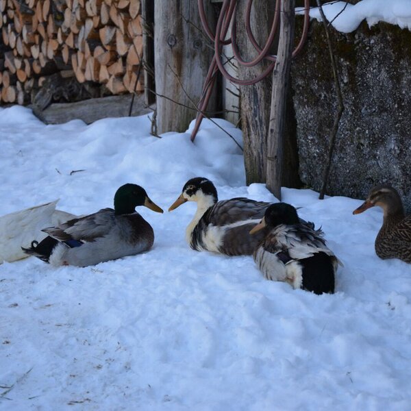 Auf dem Bauernhof sehen Sie Enten im Schnee.