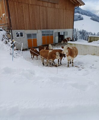 Die Kühe des Bauernhofs im Schnee vor dem Stallgebäude, mit verschneiter Berglandschaft im Hintergrund.