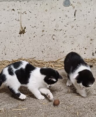 Zwei schwarz-weiße Kätzchen spielen auf dem Bauernhof.