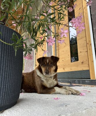 Hofhund Laura