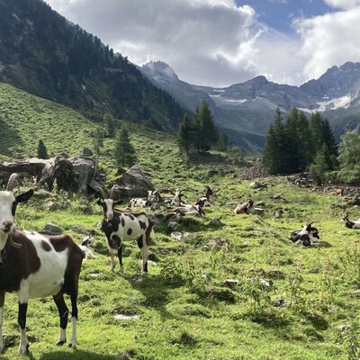 Tauernscheckenziegen auf der Alm