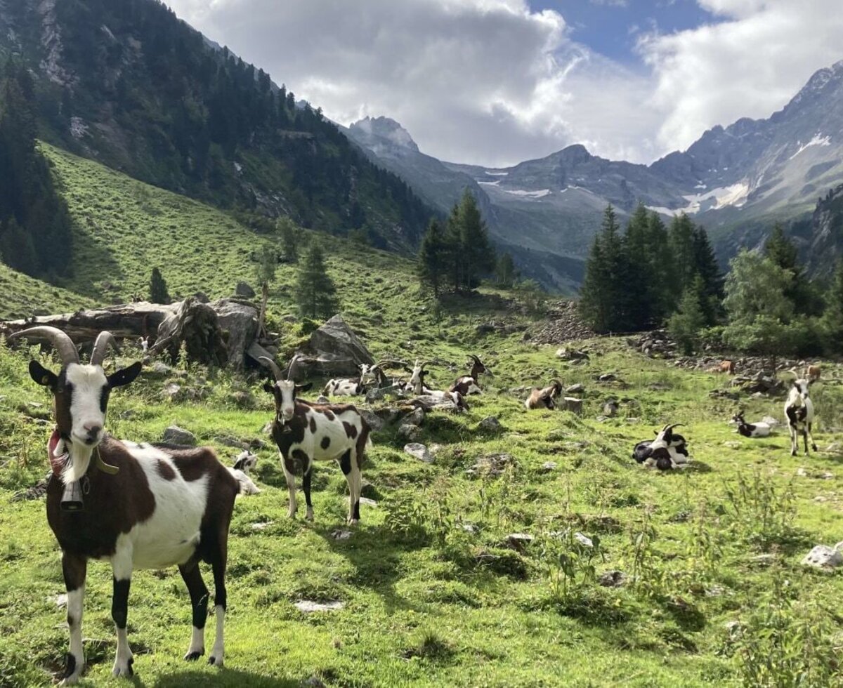 Tauernscheckenziegen auf der Alm