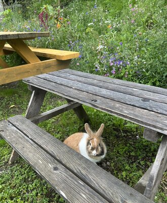 Hase