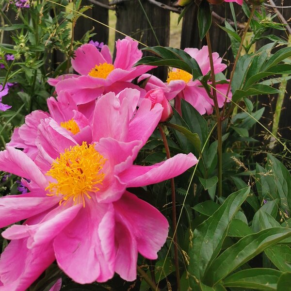 Blumenzauber Copyright Privat