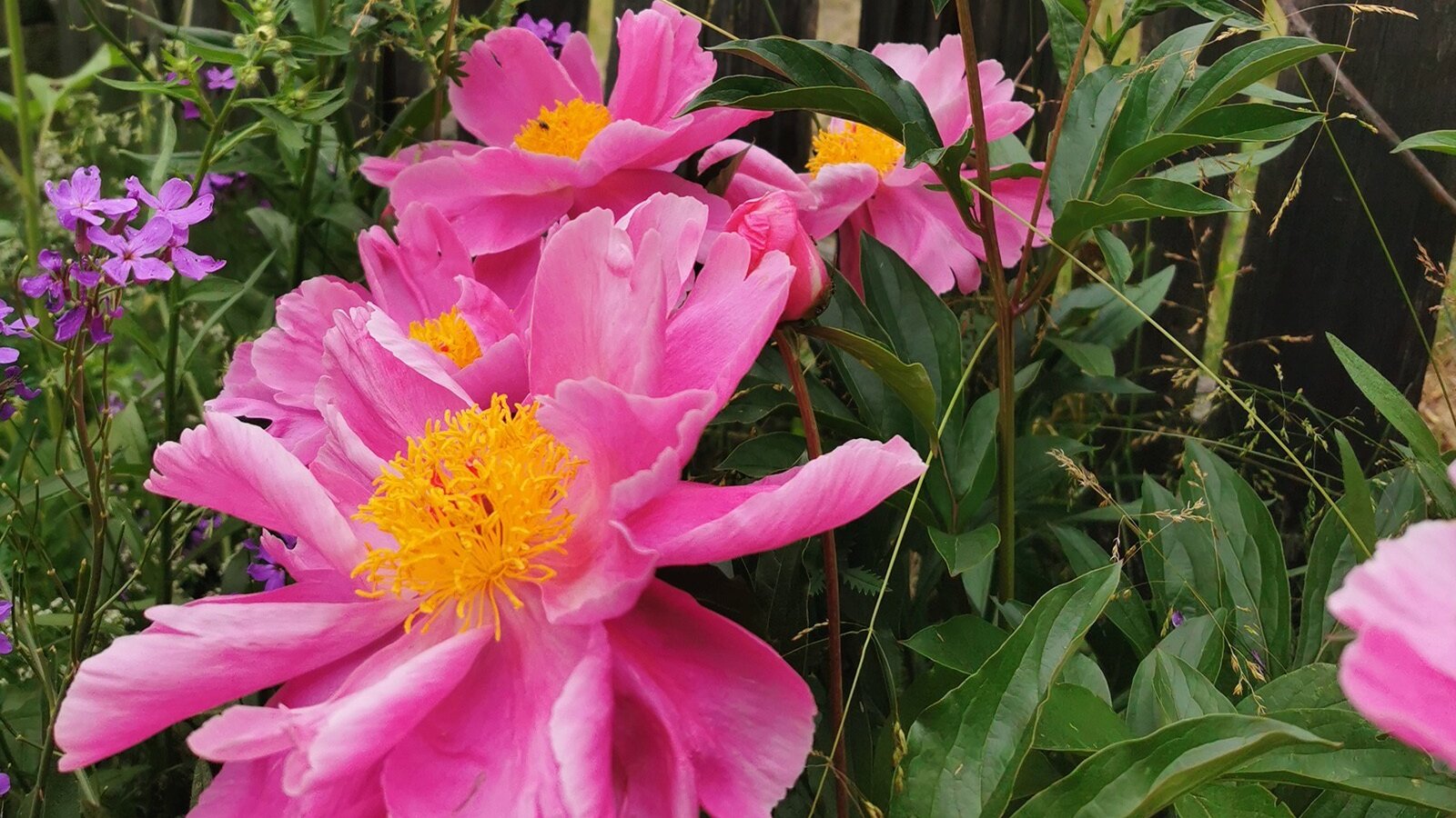 Blumenzauber Copyright Privat