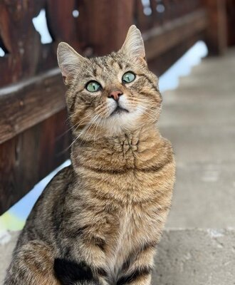 Cockie