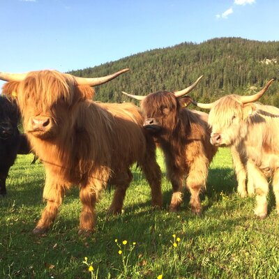 Idyllische Highland-Rinder auf einer saftigen grünen Wiese direkt bei den Appartements.