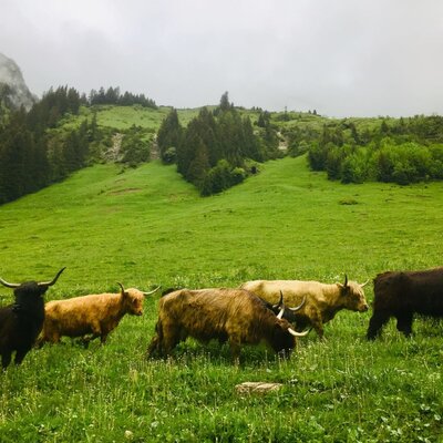 Hochlandrinder grasen friedlich auf den saftigen, grünen Almwiesen nahe den Appartements.