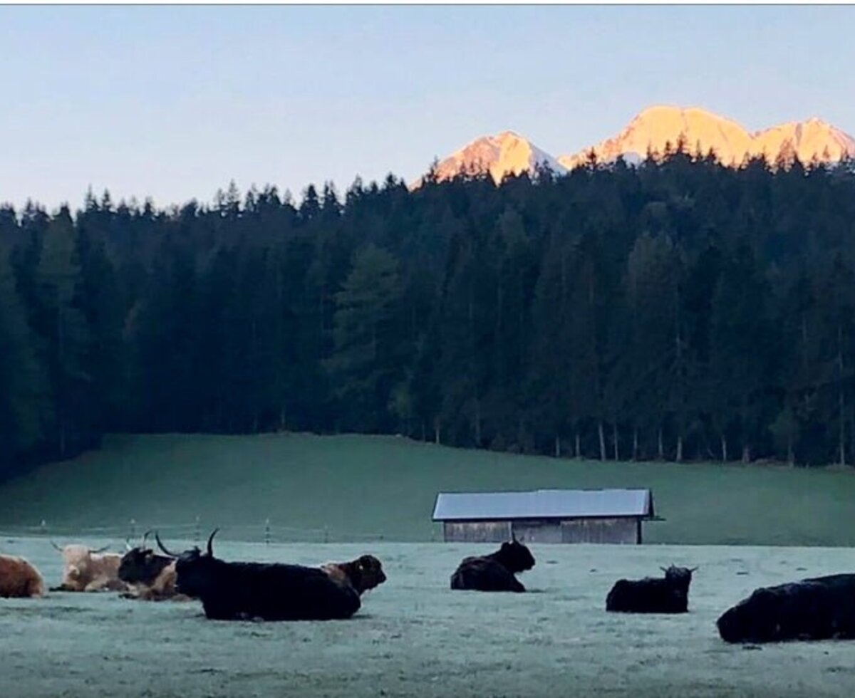 Idyllischer Blick nahe den Appartements auf ruhende Hochlandrinder vor einer Kulisse aus dichten Wäldern und sonnenbeschienenen Alpengipfeln.