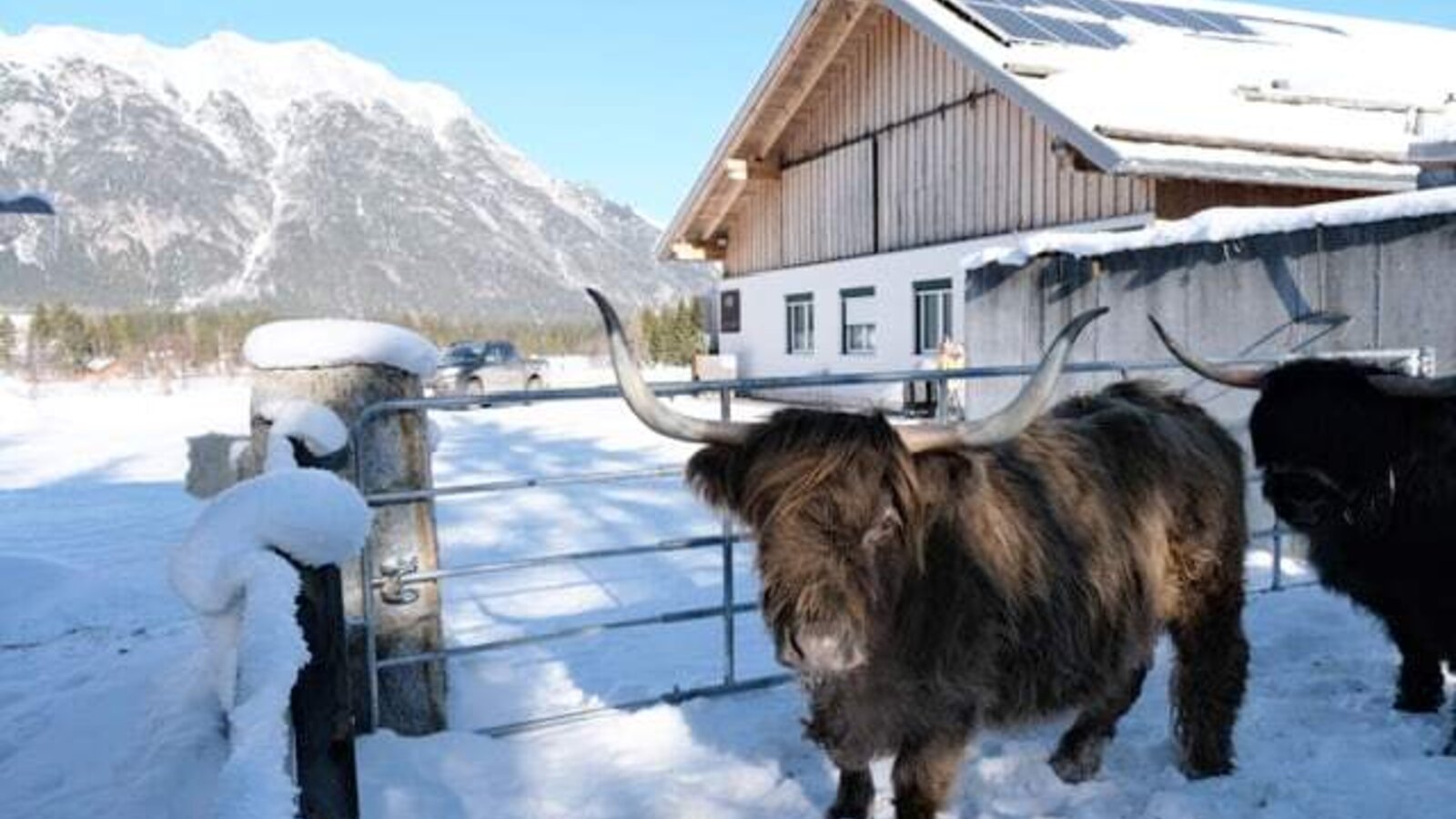 Zottelige Hochlandrinder im verschneiten Außenbereich der Appartements vor einer malerischen Bergkulisse.