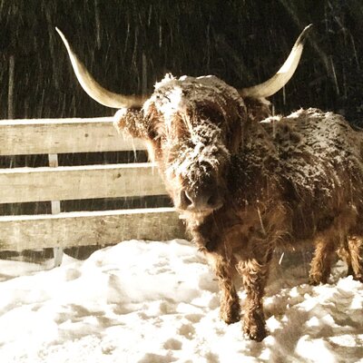 Ein zotteliges schottisches Hochlandrind im frisch gefallenen Schnee bei den Appartements.