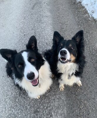 Die Hofhunde des Bauernhofs.