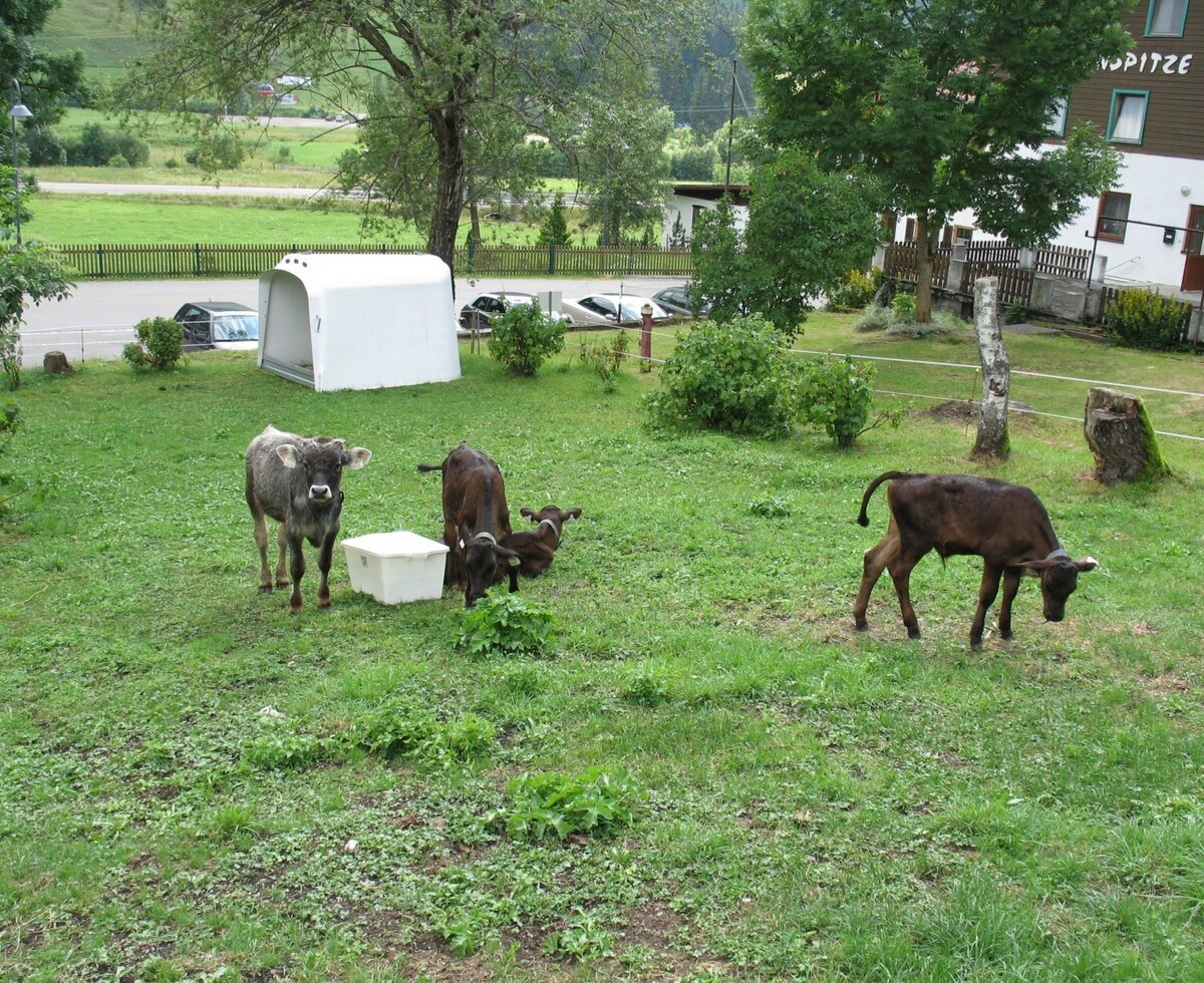 Kälbchen im Garten
