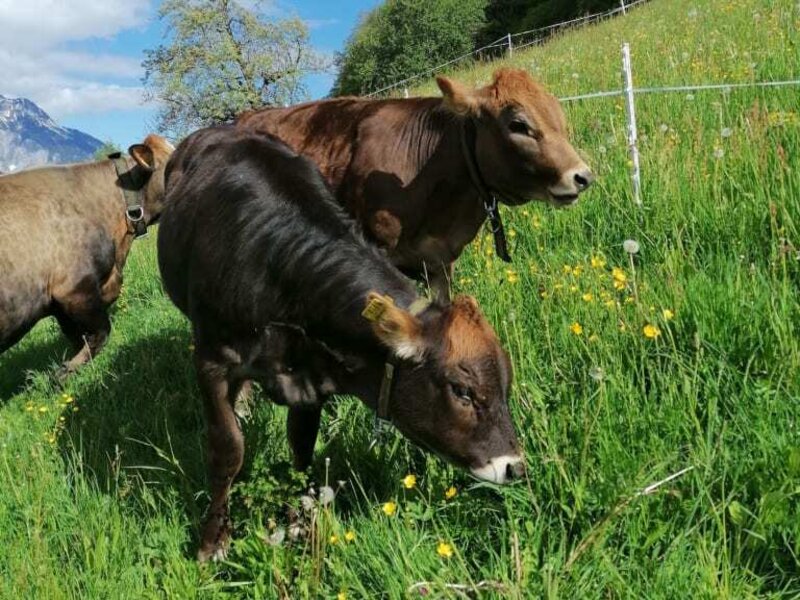 Franzi und Mia