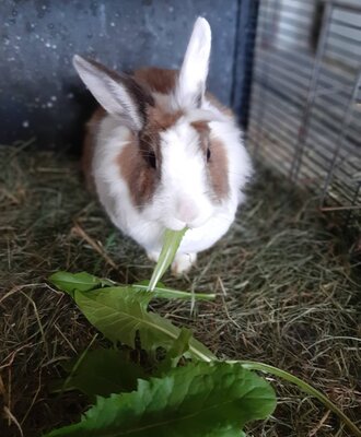 Felix genießt den frischen Löwenzahn