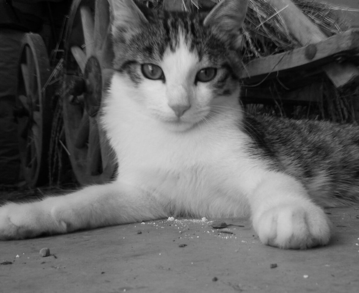 Katze "Maunz"