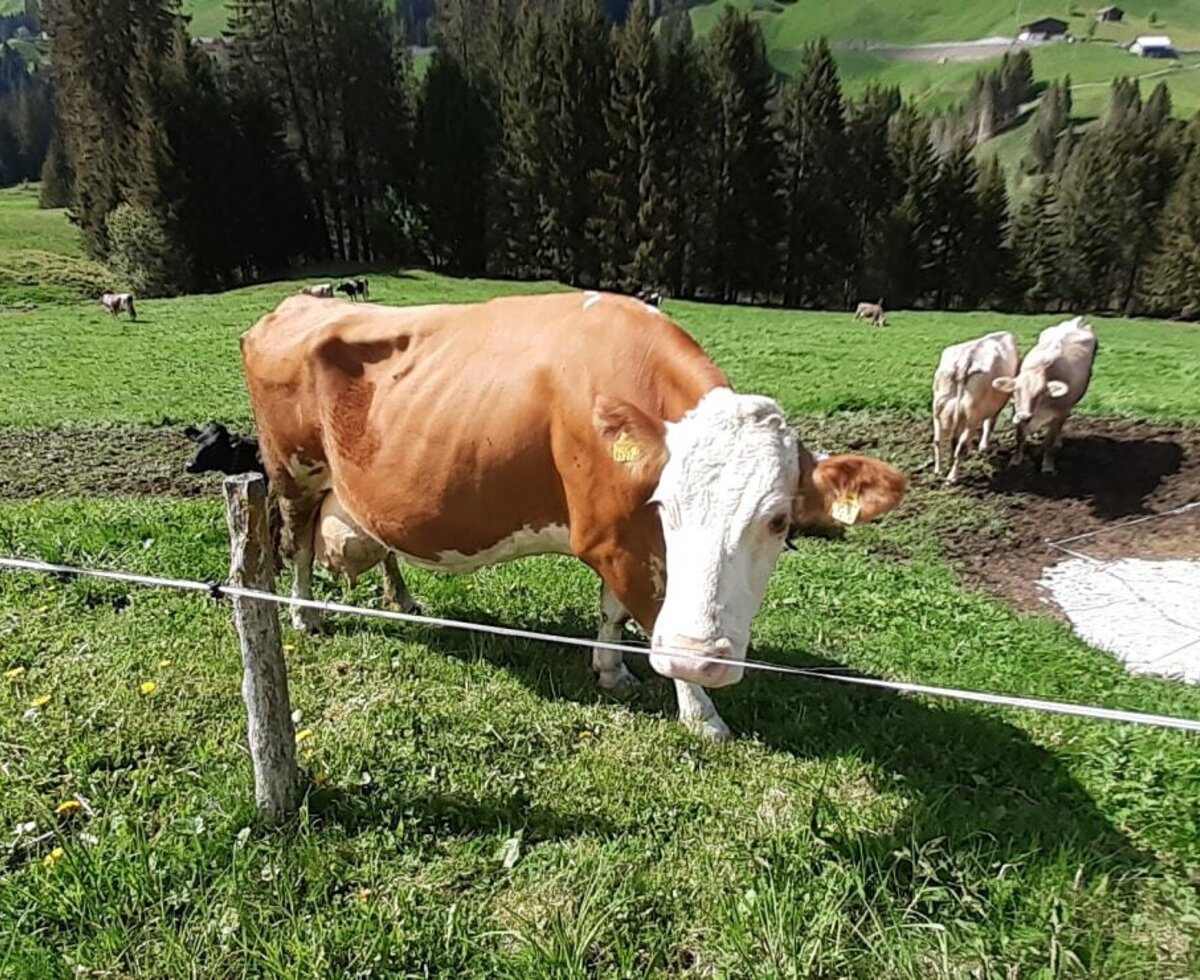 Die Kühe auf der Weide des Bauernhofs.