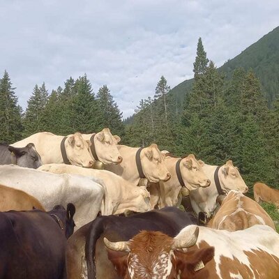 Unsere Kühe