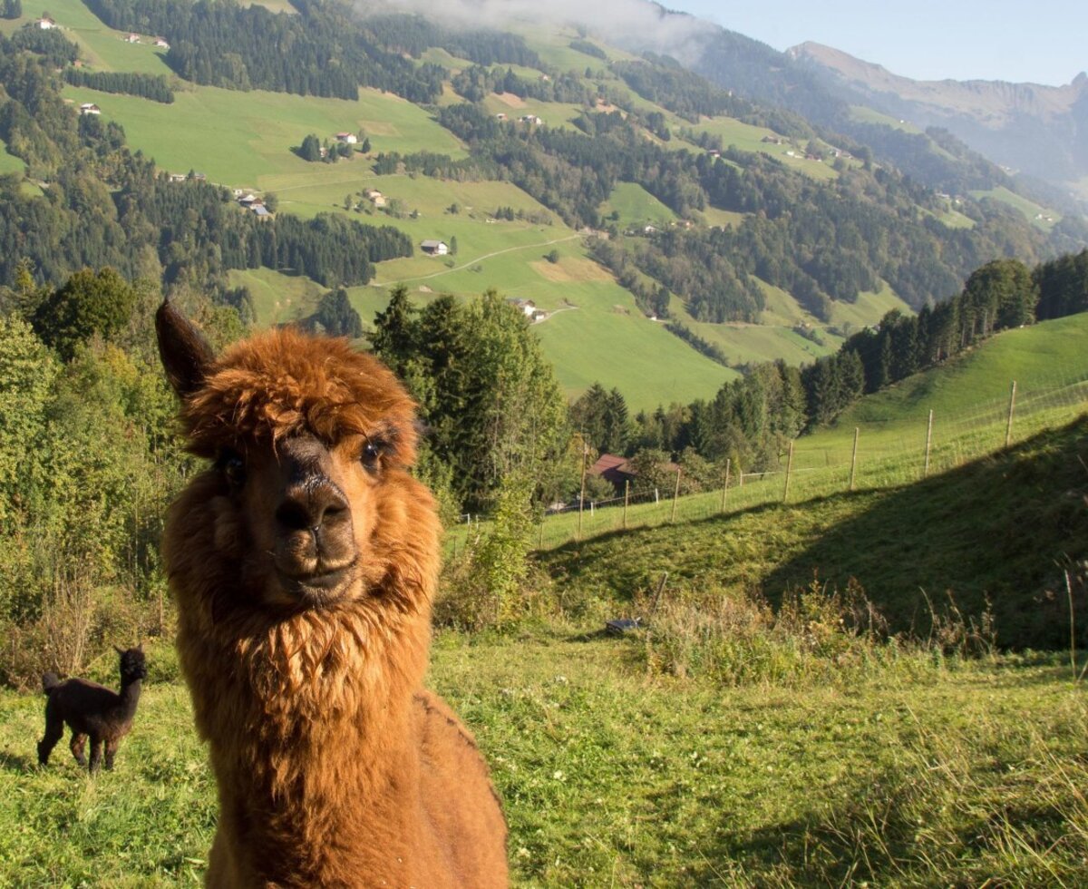 Knusperhüsle Tiere Alpaka