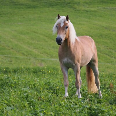 Knusperhüsle Tiere Pferde