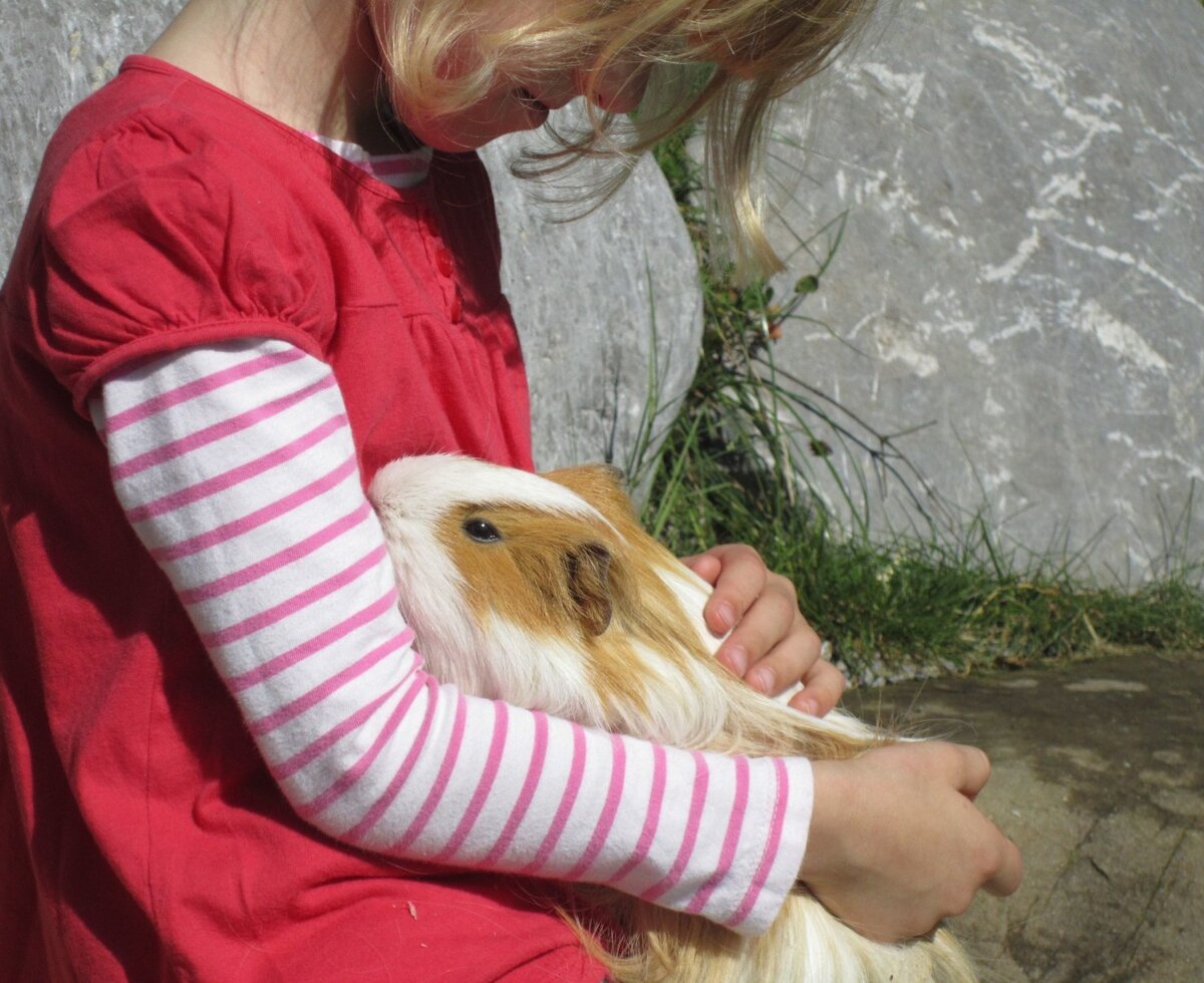 Ein Gastkind streichelt ein Meerschweinchen auf dem Bauernhof.