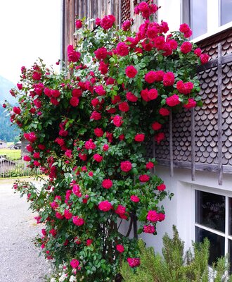 Rosenhecke