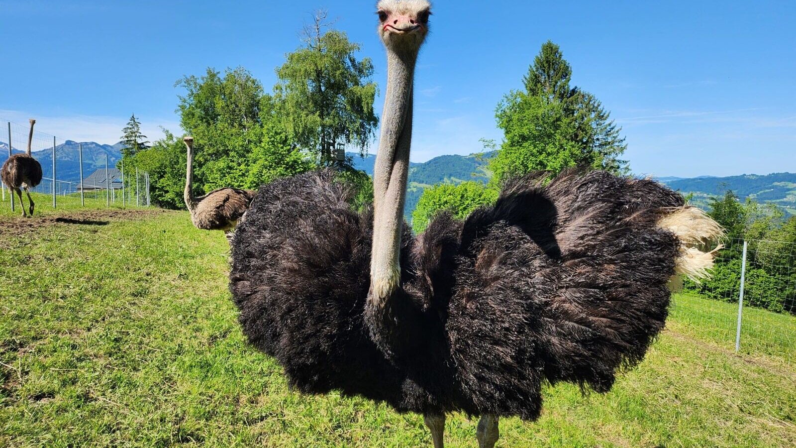 Unsere Sträuße genießen es bestaunt zu werden.