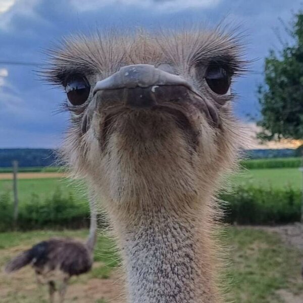 Unser Strauß Heidi freut sich auf euch.