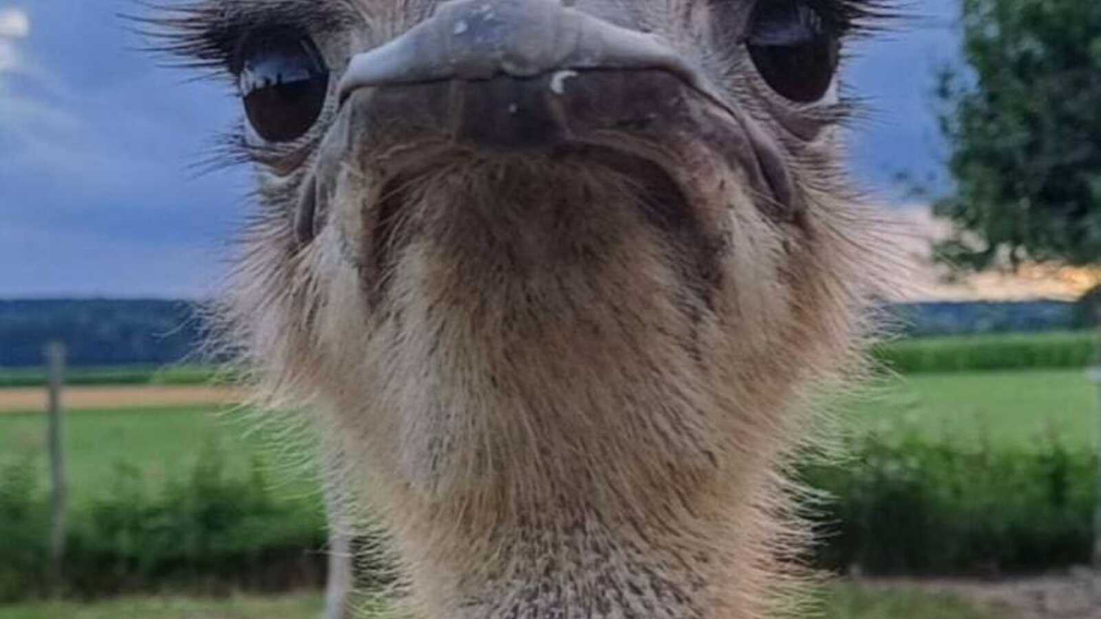 Unser Strauß Heidi freut sich auf euch.