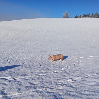 Unsere freiheitsliebenden Schweine genießen ihren Auslauf auch im Schnee