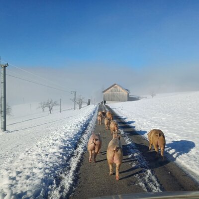 Unsere Schweine lieben ihren fast täglichen Auslauf