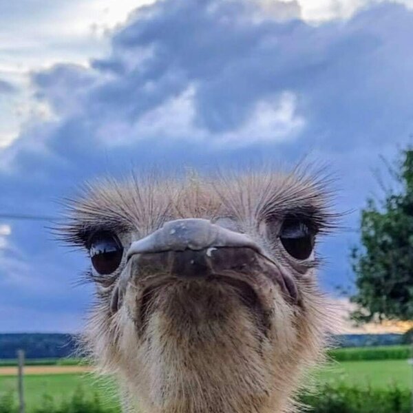 Unsere neugierige Heidi