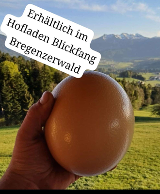 Ein großes, frisches Straußenei aus dem Hofladen des Bauernhofs vor einer malerischen Bergkulisse.