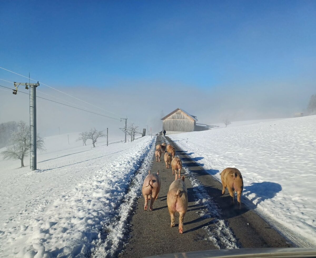Unsere Schweine lieben ihren fast täglichen Auslauf