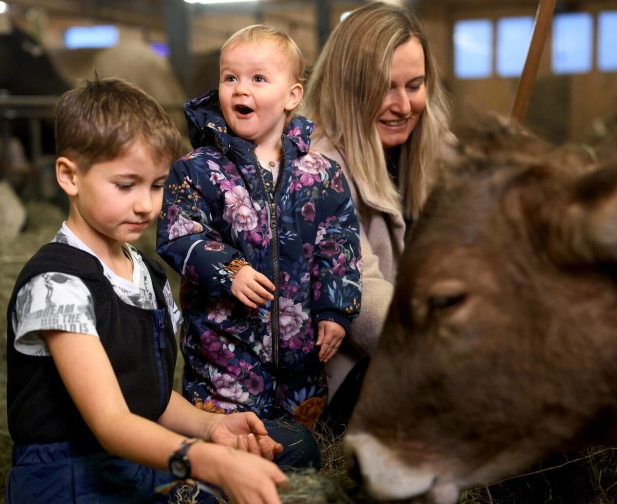 Familie mit Kindern beim Füttern einer Kuh im Stall des Bauernhofs.