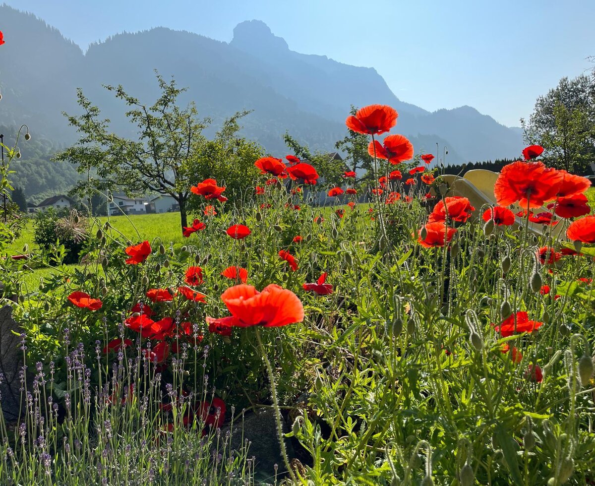 Garten des Bauernhofs mit Mohnblumen, Lavendel, einer Rutsche und Bergblick.