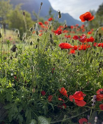 Mohnblumenfeld mit roten Blüten und Bergkulisse auf dem Bauernhof.