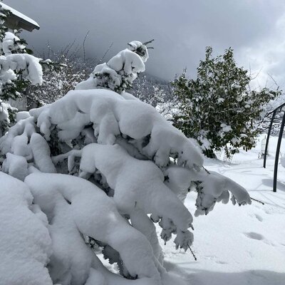 Die tief verschneite Winterlandschaft des Bauernhofs mit Tannenbäumen und Garten.