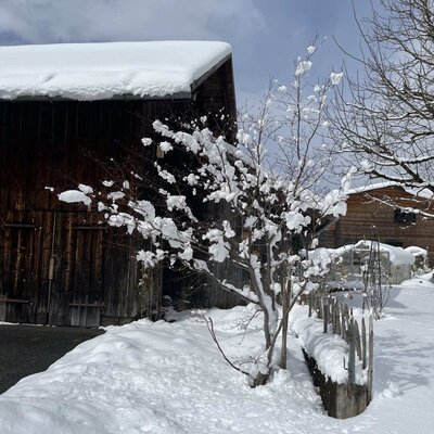 Der verschneite Außenbereich des Bauernhofs mit einem Holzgebäude und einem schneebedeckten Baum.