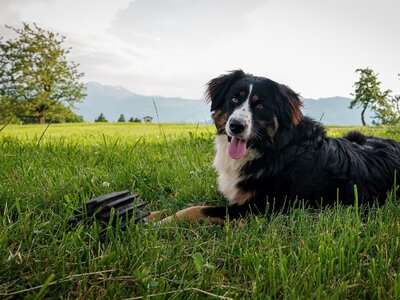 Luna immer dabei Luna immer dabei