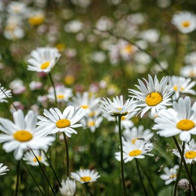 Eine  Margeriten Blumenwiese am Bauernhof.