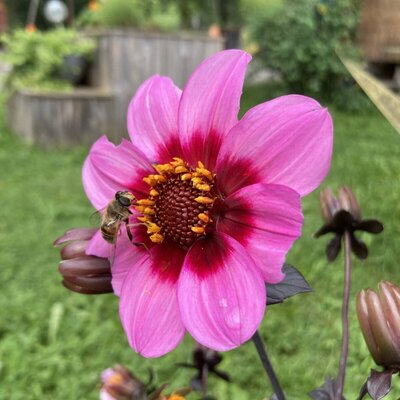Eine Biene auf einer rosa Blume im Garten des Bauernhofs.