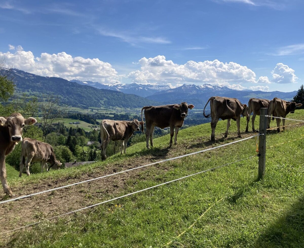Die Kühe des Bauernhofs grasen auf der Weide mit Blick auf die Berge.