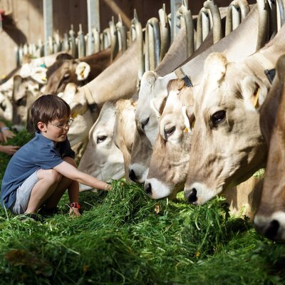 Kinder beim Füttern der Kühe