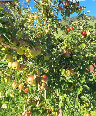 Unser Obstgarten