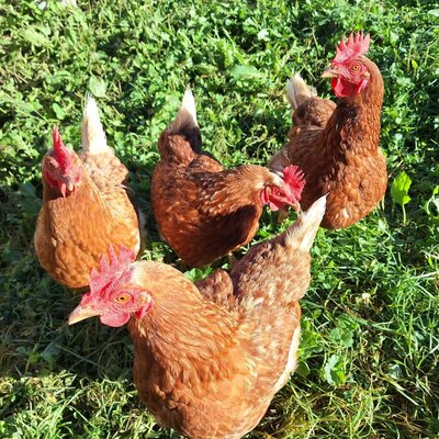 Unsere aufgeweckten Hühner auf der Wiese vor dem Haus