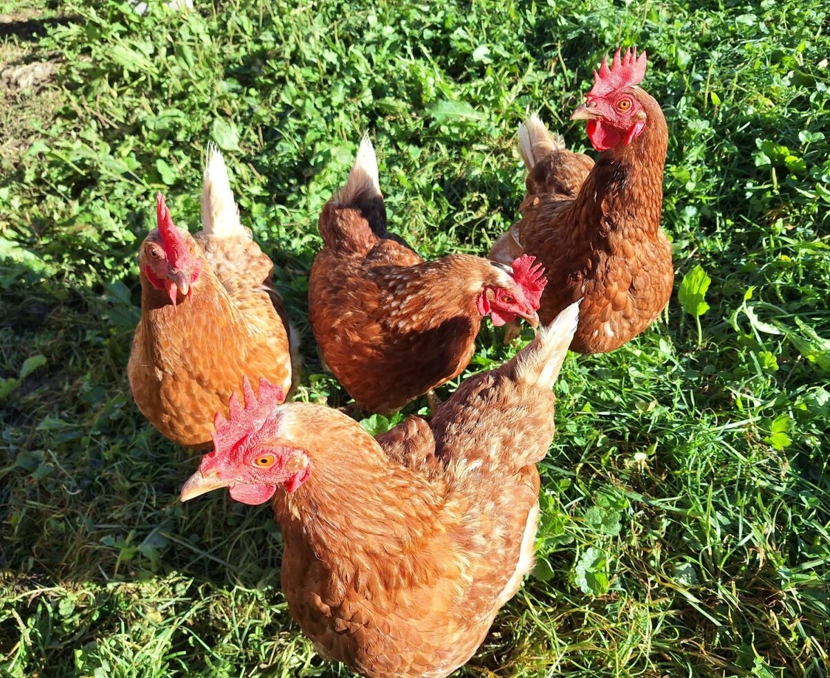 Unsere aufgeweckten Hühner auf der Wiese vor dem Haus
