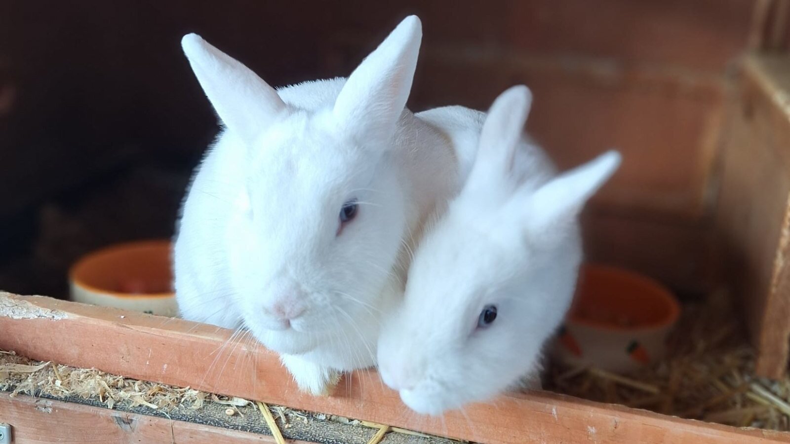 Unsere beiden Hasen freuen sich über Streicheleinheiten