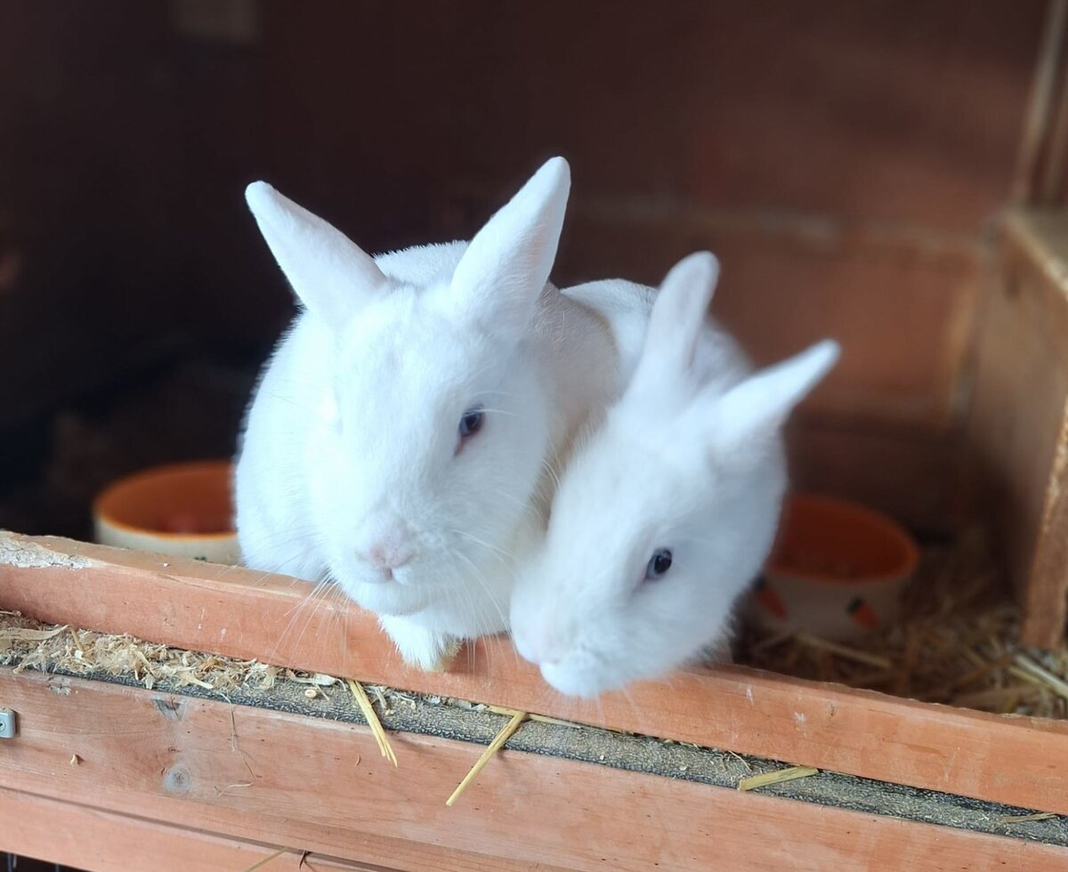 Unsere beiden Hasen freuen sich über Streicheleinheiten